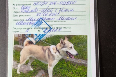 Продам рабочую лайку. Можно с проверкой.