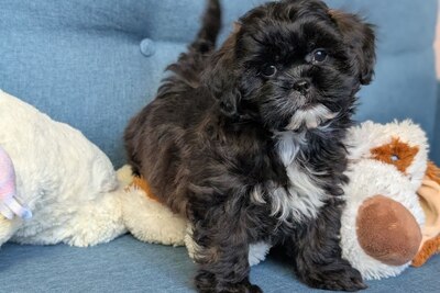 Куколки девочки мальтипу