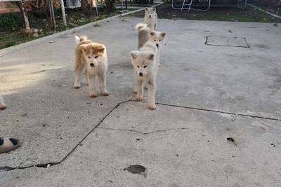 Щенки японской акиты