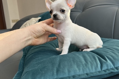 Малыш чихуахуа