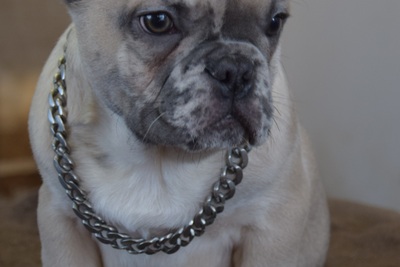 Щенки французского бульдога