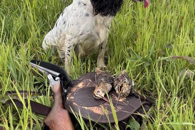 Вязка русский охотничий спаниель