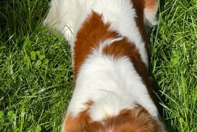 Пропала собака, вознаграждение