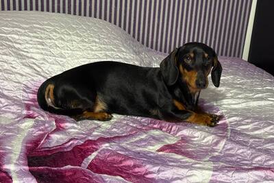 Парень таксы в хорошую семью