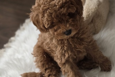 Мальчик Той пуделя с родословной