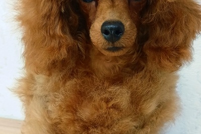 Продажа той пуделя