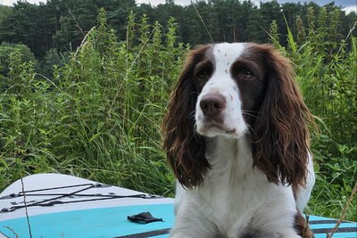 русский спаниель в добрые руки