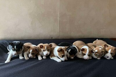 Щенки басенджи красно-белого и трехцветного окраса