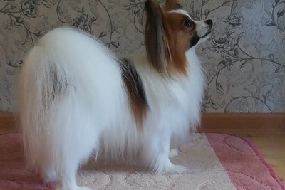 Вязка папильона