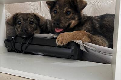 щенки ищут свои семьи