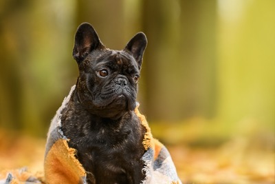 щенки французского бульдога, девочки