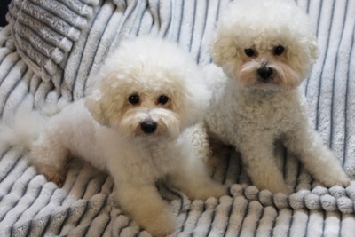 Щенки нелиняющей породы бишон фризе
