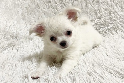 Длинношерстная белоснежная девочка чихуахуа