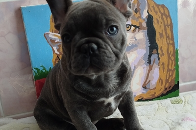 Милый мальчик французский бульдог