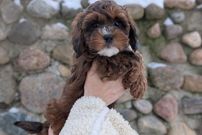 Мальчишка мальтипу F1