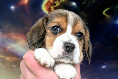 Щенки биглей.Питомник.