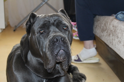 щенки кане корсо