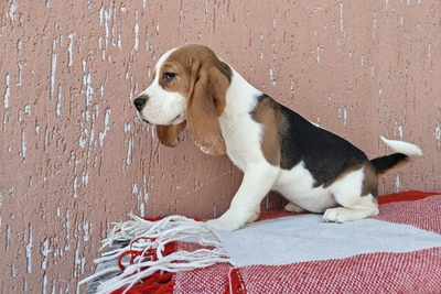 Щенок бигль