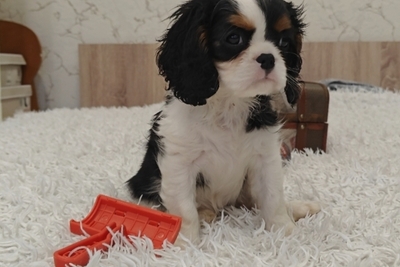 Кавалер кинг чарльз девочка