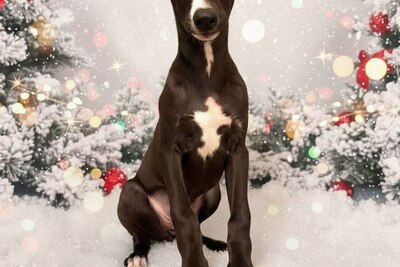 Шикарный щенок уиппета