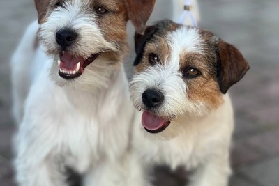 Щенок джек рассел терьера