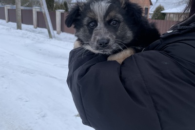 НАЙДЕН ЩЕНОК ( ищем добрые руки )