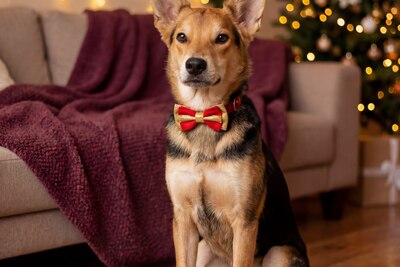 ЖУЧОК ЖДЕТ СВОЮ СЕМЬЮ