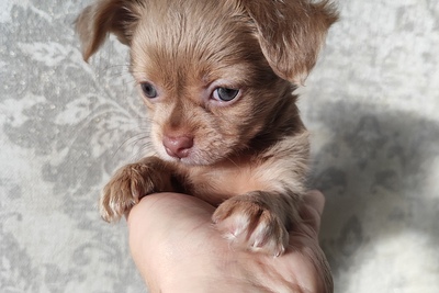 Щенок чихуахуа