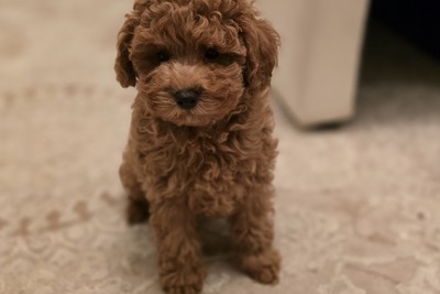 Мальчик Той пуделя с родословной