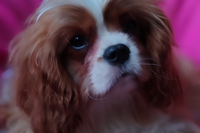 Кавалер кинг чарльз спаниель