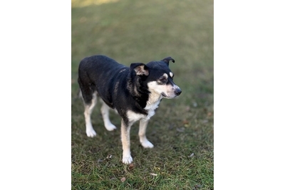 Пропала Жужа