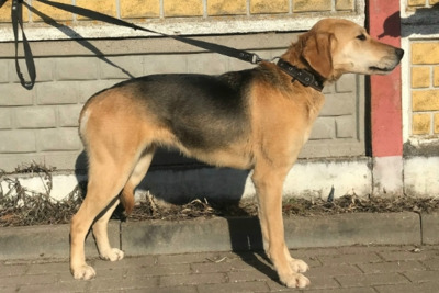 Пропала Русская гончая