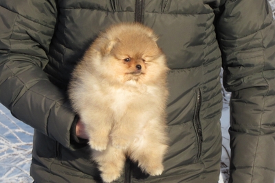 Шпиц померанский мальчик