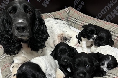 Русский охотничий спаниель