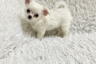 Красотка девочка с полным пакетом документов