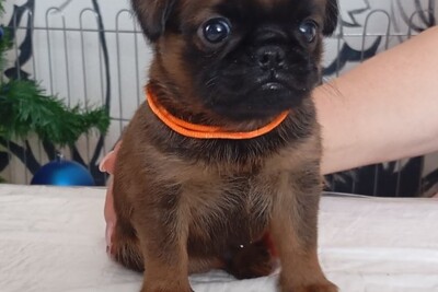 щенки пти брабансона рыжего окраса