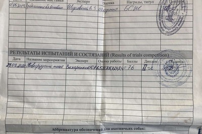 Выжлец русской гончей с дипломом