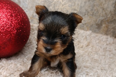 Продам щенков Йорка, йоркширского терьера