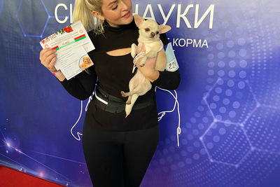 Премиальная гладкошерстная белоснежная девочка