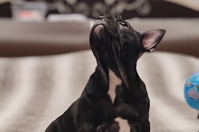 Щенок французский бульдог