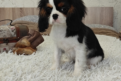 Кавалер кинг чарльз