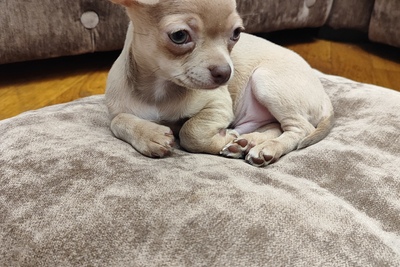 Мальчик чихуахуа