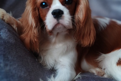 Кавалер кинг чарльз спаниель мальчик