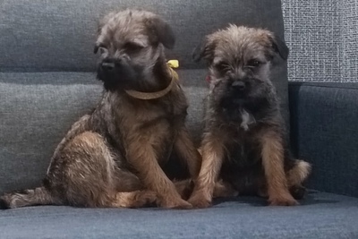 Бордер терьера щенки