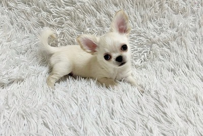 Красивый длинношерстный белоснежный мальчик