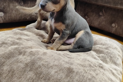 Щенок чихуахуа