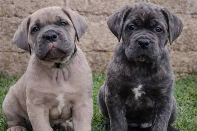 Щенки кане корсо