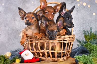 Русский той длинношерстный