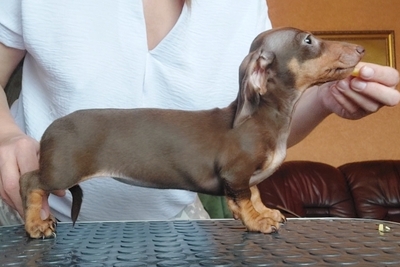 Такса кроличья