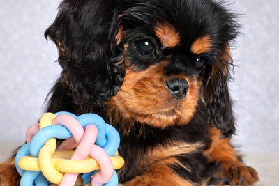 Яркий мальчик Кавалер Кинг Чарльз спаниель